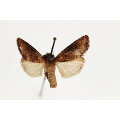 /filer/webapps/moths/media/images/M/mesomelana_Omphalestra_AM_RMCA.jpg