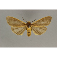 /filer/webapps/moths/media/images/M/marginalis_Amsacta_AF_BMNH.jpg