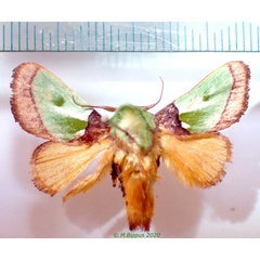 /filer/webapps/moths/media/images/R/reginula_Parasa_AM_Bippus.jpg