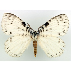 /filer/webapps/moths/media/images/A/albida_Euchera_AM_Basquin_02.jpg