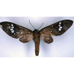 /filer/webapps/moths/media/images/U/umbra_Balacra_HT_BMNH_01.jpg