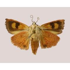 /filer/webapps/moths/media/images/P/paulianii_Hyblaea_AT_MNHNb.jpg