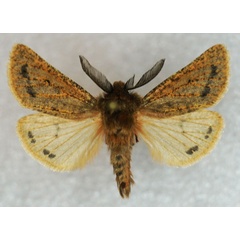 /filer/webapps/moths/media/images/P/paucirubra_Pseudophragmatobia_AM_Stroehle_01.jpg