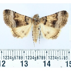 /filer/webapps/moths/media/images/A/alabuensis_Tytroca_AF_BMNH.jpg