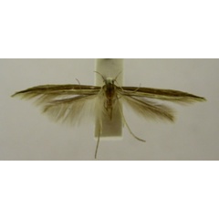 /filer/webapps/moths/media/images/N/narcota_Pyroderces_HT913_TMSA_01.jpg