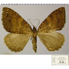 /filer/webapps/moths/media/images/C/corticearia_Mimoclystia_AF_ZSM.jpg