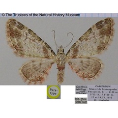 /filer/webapps/moths/media/images/S/sectilinea_Eupithecia_PTF_BMNH.jpg
