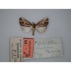 /filer/webapps/moths/media/images/J/jansei_Afrenella_HT_RMCA_01.jpg