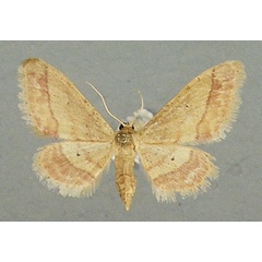 /filer/webapps/moths/media/images/R/rufifascia_Idaea_AF_TMSA.jpg