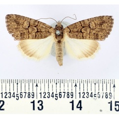 /filer/webapps/moths/media/images/A/abrostoloides_Proconis_AM_BMNH_01.jpg