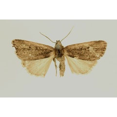 /filer/webapps/moths/media/images/V/varians_Micraxylia_HT_RMCA_02.jpg