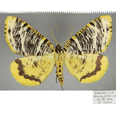 /filer/webapps/moths/media/images/T/tricoloraria_Rhodophthitus_AF_ZSM.jpg