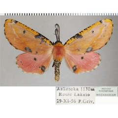 /filer/webapps/moths/media/images/F/formosus_Rhodophthitus_AM_ZSMa.jpg