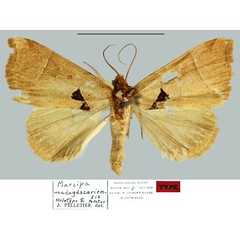 /filer/webapps/moths/media/images/M/madagascariensis_Marcipa_HT_MNHN.jpg