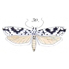 /filer/webapps/moths/media/images/S/sabiella_Psecadia_HT_Felder_1875_139-30.jpg