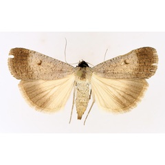 /filer/webapps/moths/media/images/P/plumbea_Tathorhynchus_AF_TMSA_02.jpg