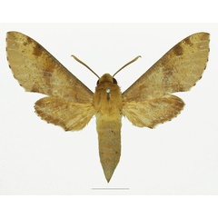 /filer/webapps/moths/media/images/D/diyllus_Hippotion_AF_Basquin_02a.jpg
