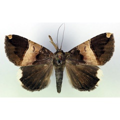 /filer/webapps/moths/media/images/O/obvia_Achaea_A_RMCA.jpg