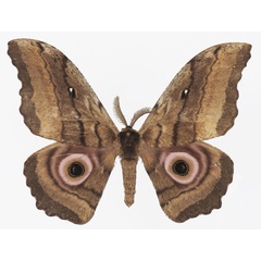 /filer/webapps/moths/media/images/K/kenya_Gynanisa_AM_Basquina.jpg
