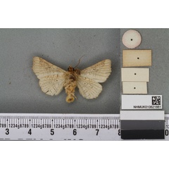 /filer/webapps/moths/media/images/P/pratti_Phlegetonia_HT_BMNHb.jpg