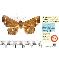 /filer/webapps/moths/media/images/C/charassota_Episparis_HT_BMNH.jpg