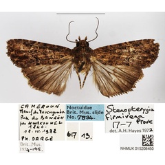 /filer/webapps/moths/media/images/G/gabonensis_Stenopterygia_AM_BMNH_03.jpg