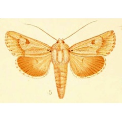 /filer/webapps/moths/media/images/A/argentea_Centrarthra_HT_Warren_1914_40-5.jpg