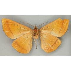 /filer/webapps/moths/media/images/M/malgassica_Hypopyra_LT_BMNHb.jpg
