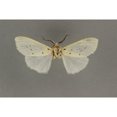 /filer/webapps/moths/media/images/P/paucipuncta_Paralpenus_HT_BMNH.jpg