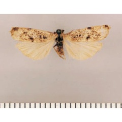 /filer/webapps/moths/media/images/L/lightfooti_Pasteosia_HT_TMSA.jpg
