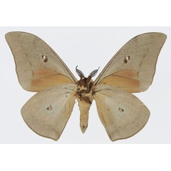 /filer/webapps/moths/media/images/P/pallens_Pseudobunaea_AM_Basquinb.jpg