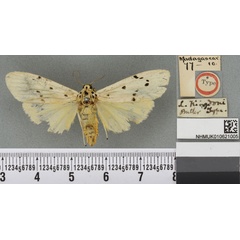 /filer/webapps/moths/media/images/K/kingdoni_Lithosia_HT_BMNHa.jpg