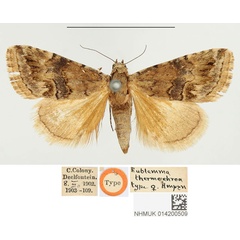 /filer/webapps/moths/media/images/T/thermochroa_Eublemma_HT_BMNH.jpg