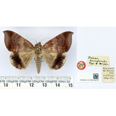 /filer/webapps/moths/media/images/F/ferreotincta_Achaea_HT_BMNH.jpg