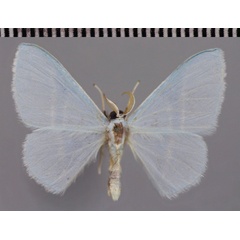 /filer/webapps/moths/media/images/G/gracilis_Trimetopia_HT_ZSM.jpg