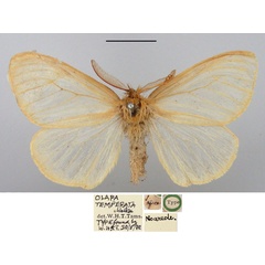 /filer/webapps/moths/media/images/T/temperata_Olapa_HT_BMNH.jpg