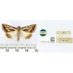 /filer/webapps/moths/media/images/C/cumamita_Chalciope_HT_BMNH.jpg
