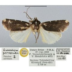 /filer/webapps/moths/media/images/P/panconita_Euxootera_PT_BMNH.jpg