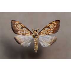 /filer/webapps/moths/media/images/T/thermographa_Chalcidoptera_A.Butler.jpg