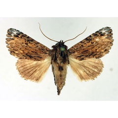 /filer/webapps/moths/media/images/M/malagasy_Callopistria_AF_Aulombard.jpg