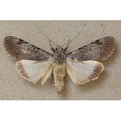 /filer/webapps/moths/media/images/T/tegulata_Audea_A_Butler_02.jpg