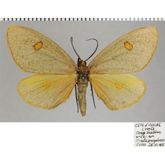 /filer/webapps/moths/media/images/A/auridisca_Geodena_AF_ZSMa.jpg