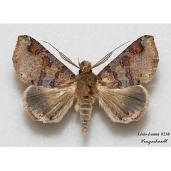 /filer/webapps/moths/media/images/P/pectinicornis_Euheterospila_AM_Vingerhoedt.jpg