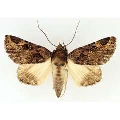 /filer/webapps/moths/media/images/A/angulata_Pseudogiria_AM_TMSA_02.jpg