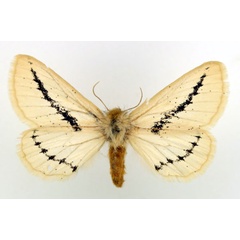 /filer/webapps/moths/media/images/F/flavina_Phiala_AF_Basquin.jpg