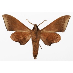 /filer/webapps/moths/media/images/P/prionites_Neopolyptychus_AM_Basquin_04b.jpg
