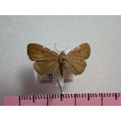 /filer/webapps/moths/media/images/S/stigmagrapta_Niphosticta_A_Revell.jpg
