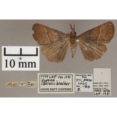 /filer/webapps/moths/media/images/L/laetalis_Hypena_HT_OUMNH_01.jpg