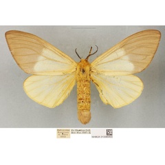 /filer/webapps/moths/media/images/M/meloui_Coenostegia_PLTF_BMNH_01.jpg
