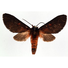 /filer/webapps/moths/media/images/R/rubripuncta_Metarctia_AF_Ochse.jpg